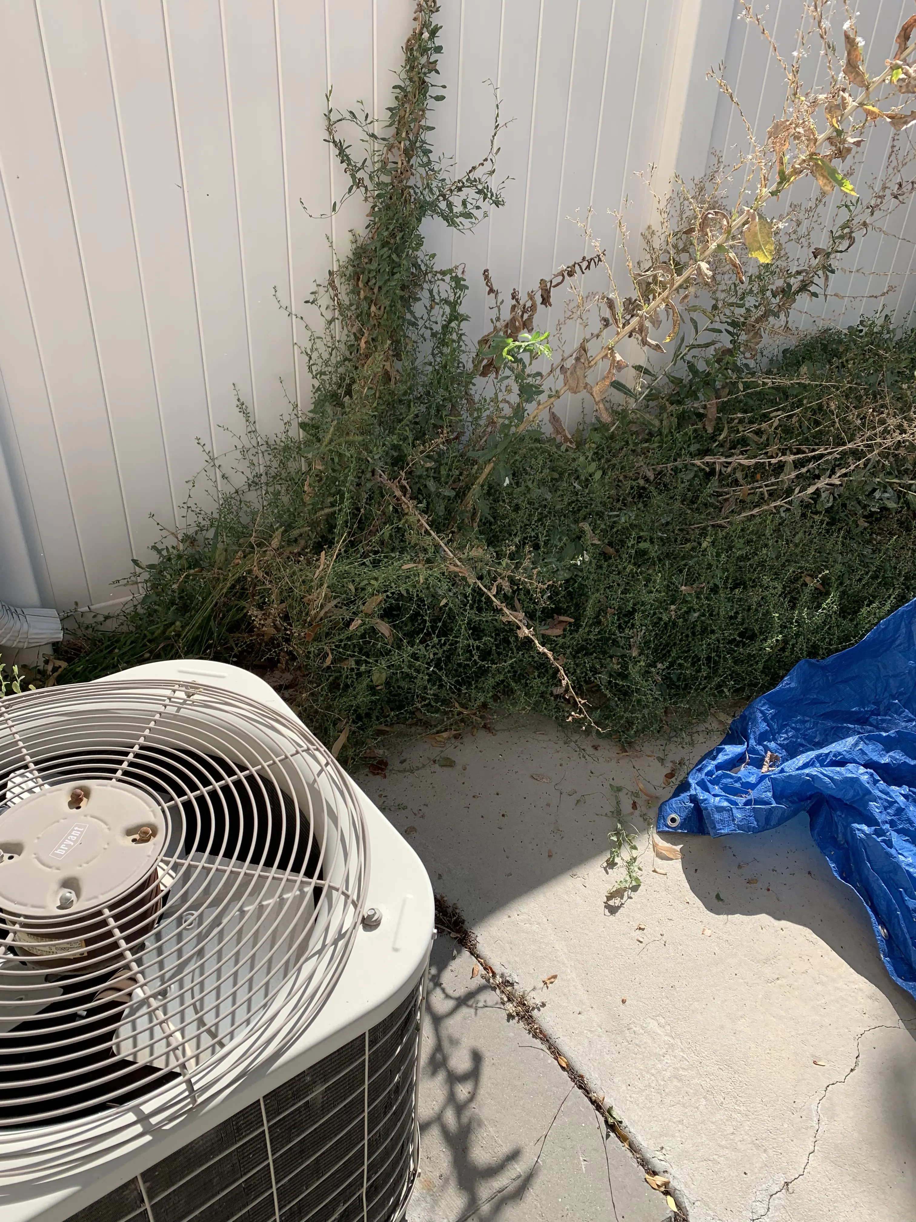Overgrown backyard with weeds before ModJobs yard cleanup in Utah