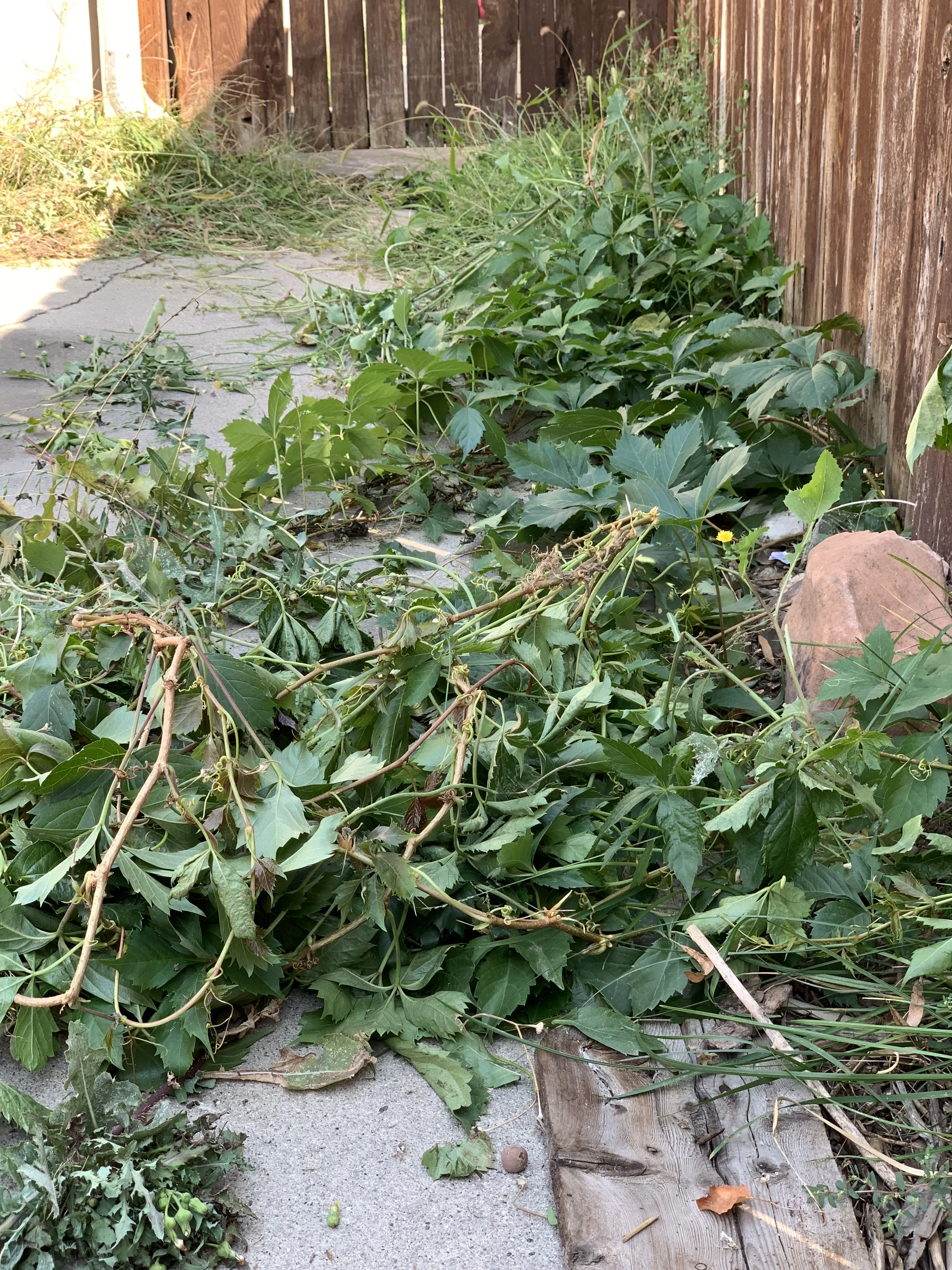 Heavily overgrown garden bed with weeds before ModJobs cleanup in Utah